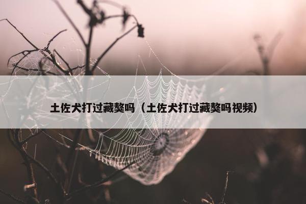 土佐犬打过藏獒吗（土佐犬打过藏獒吗视频）