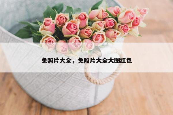 兔照片大全，兔照片大全大图红色