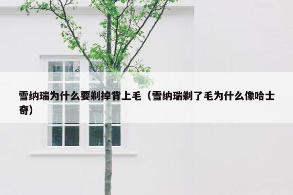 雪纳瑞为什么要剃掉背上毛（雪纳瑞剃了毛为什么像哈士奇）