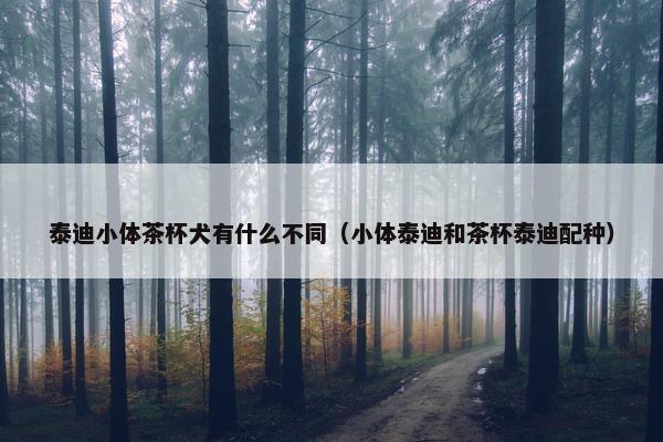 泰迪小体茶杯犬有什么不同(小体泰迪和茶杯泰迪配种) 泰迪小体茶杯犬有什么不同(小体泰迪和茶杯泰迪配种)