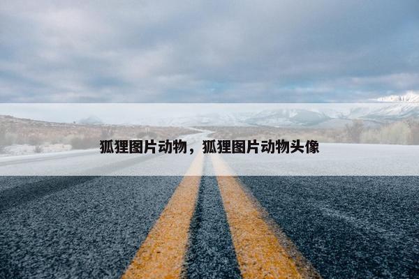 狐狸图片动物，狐狸图片动物头像