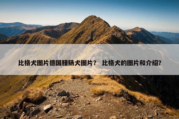 比格犬图片德国腊肠犬图片？ 比格犬的图片和介绍？