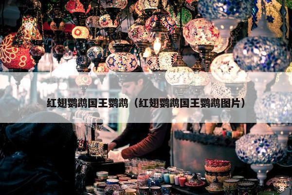 红翅鹦鹉国王鹦鹉（红翅鹦鹉国王鹦鹉图片）