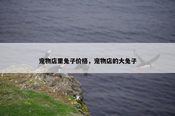 宠物店里兔子价格，宠物店的大兔子