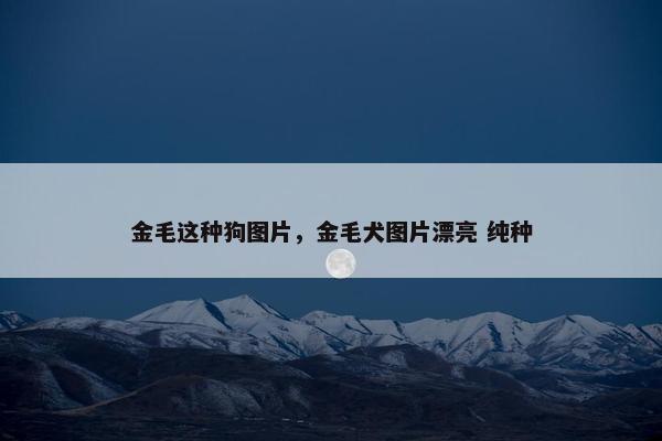 金毛这种狗图片，金毛犬图片漂亮 纯种