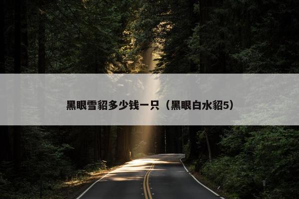 黑眼雪貂多少钱一只（黑眼白水貂5）