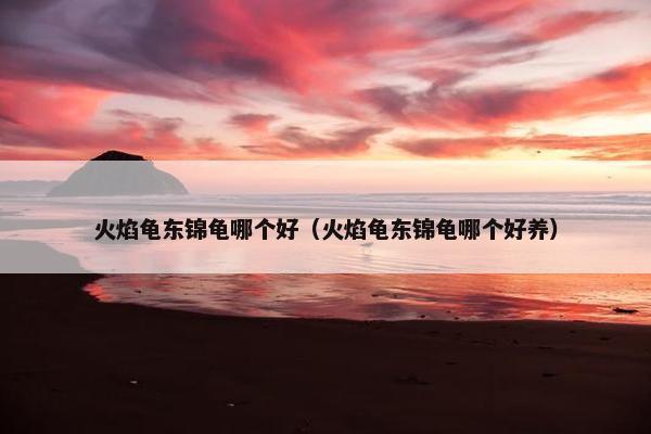 火焰龟东锦龟哪个好（火焰龟东锦龟哪个好养）