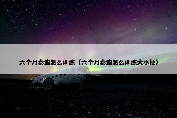 六个月泰迪怎么训练（六个月泰迪怎么训练大小便）