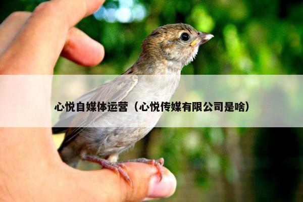 心悦自媒体运营（心悦传媒有限公司是啥）