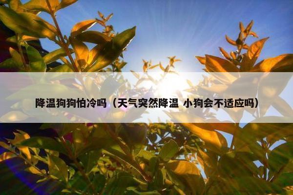 降温狗狗怕冷吗（天气突然降温 小狗会不适应吗）