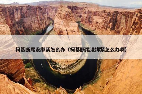柯基断尾没绑紧怎么办（柯基断尾没绑紧怎么办啊）