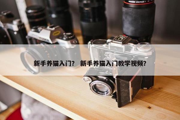 新手养猫入门？ 新手养猫入门教学视频？