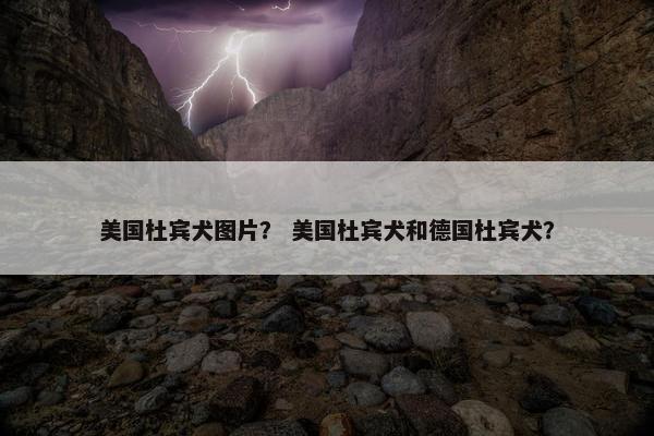 美国杜宾犬图片？ 美国杜宾犬和德国杜宾犬？
