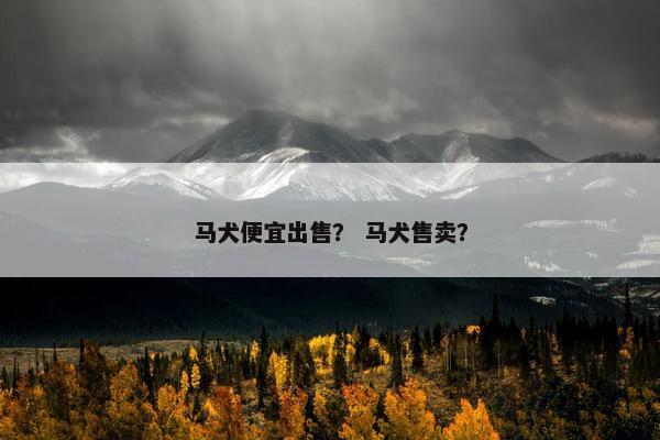 马犬便宜出售？ 马犬售卖？