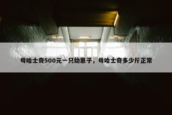 母哈士奇500元一只幼崽子，母哈士奇多少斤正常