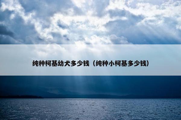 纯种柯基幼犬多少钱（纯种小柯基多少钱）