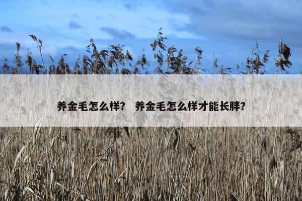 养金毛怎么样？ 养金毛怎么样才能长胖？