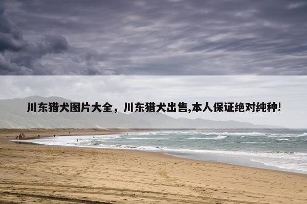 川东猎犬图片大全，川东猎犬出售,本人保证绝对纯种!