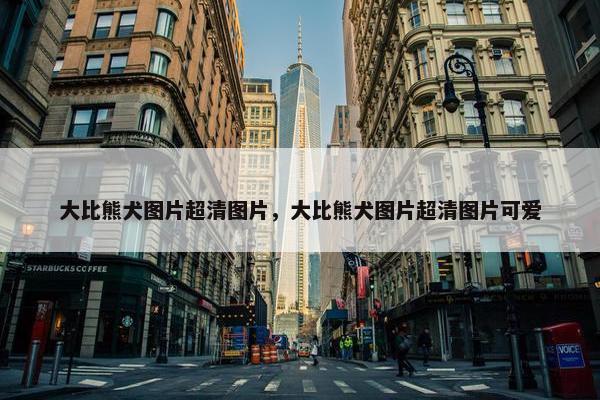 大比熊犬图片超清图片，大比熊犬图片超清图片可爱