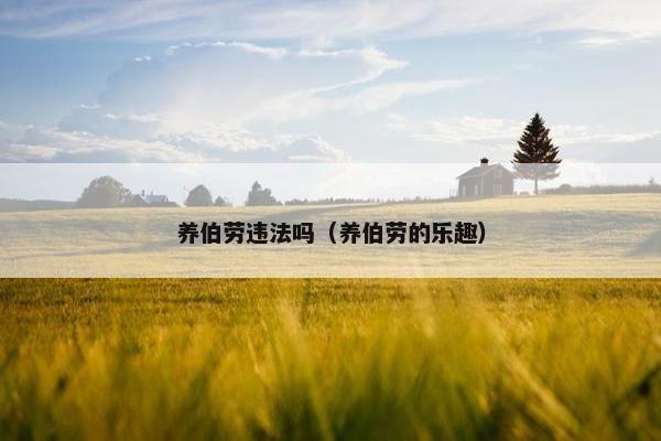 养伯劳违法吗（养伯劳的乐趣）