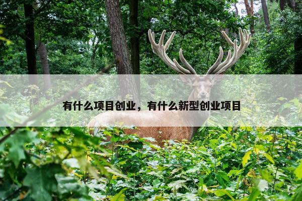 有什么项目创业，有什么新型创业项目