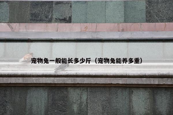 宠物兔一般能长多少斤（宠物兔能养多重）