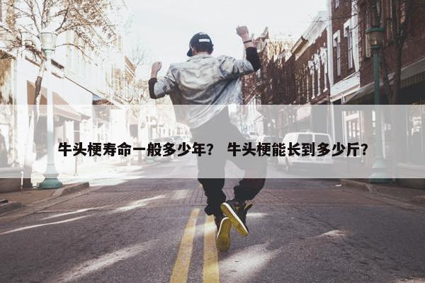牛头梗寿命一般多少年？ 牛头梗能长到多少斤？