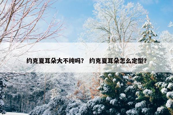 约克夏耳朵大不纯吗？ 约克夏耳朵怎么定型？