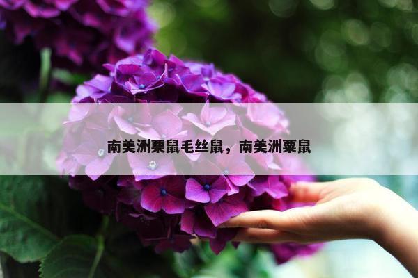 南美洲栗鼠毛丝鼠，南美洲粟鼠