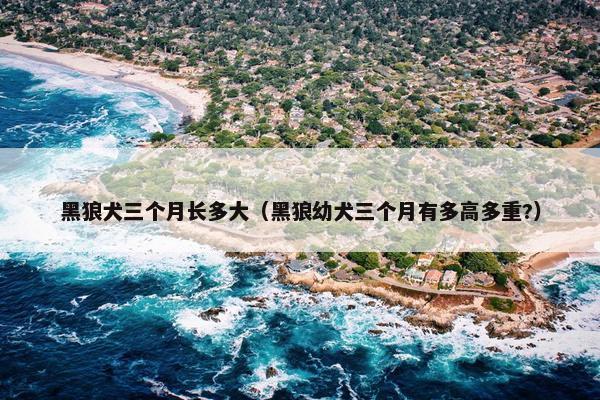 黑狼犬三个月长多大（黑狼幼犬三个月有多高多重?）