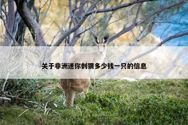 关于非洲迷你刺猬多少钱一只的信息
