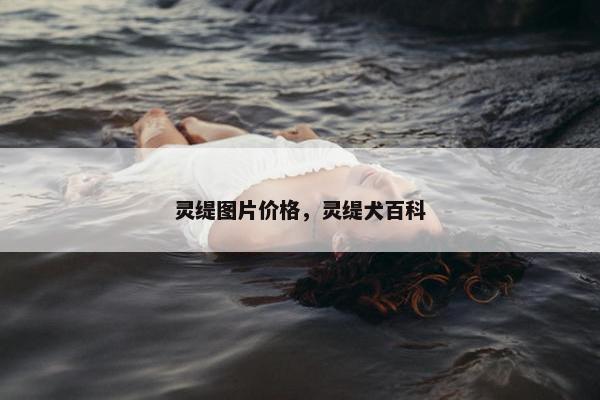 灵缇图片价格，灵缇犬百科