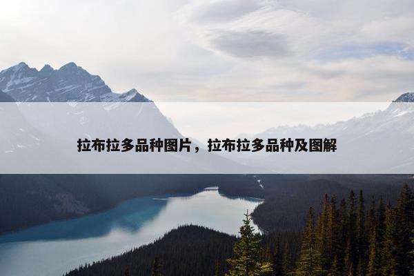 拉布拉多品种图片，拉布拉多品种及图解