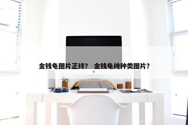 金钱龟图片正终？ 金钱龟纯种类图片？