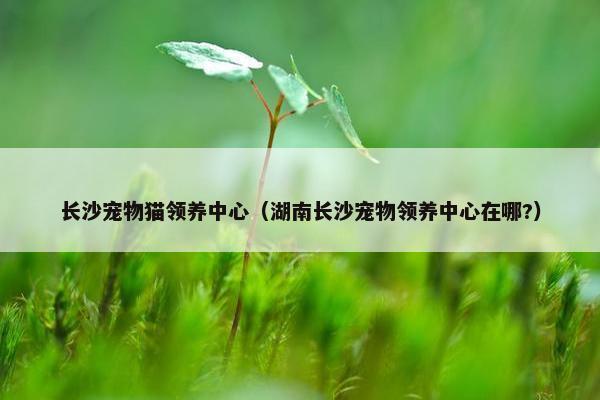 长沙宠物猫领养中心（湖南长沙宠物领养中心在哪?）