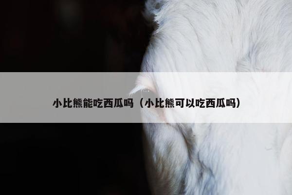 小比熊能吃西瓜吗（小比熊可以吃西瓜吗）