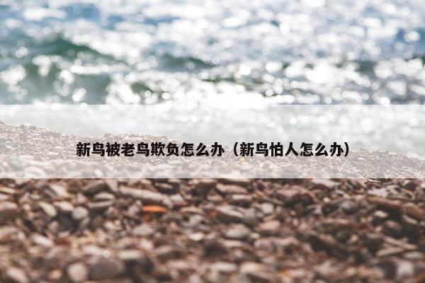新鸟被老鸟欺负怎么办（新鸟怕人怎么办）