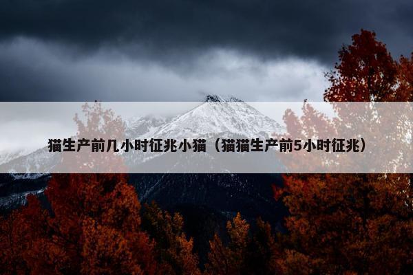 猫生产前几小时征兆小猫（猫猫生产前5小时征兆）