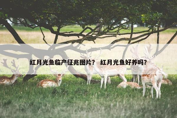 红月光鱼临产征兆图片？ 红月光鱼好养吗？