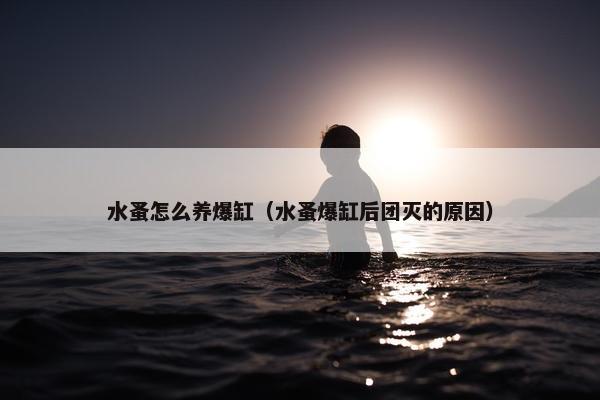 水蚤怎么养爆缸（水蚤爆缸后团灭的原因）