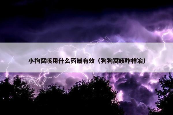 小狗窝咳用什么药最有效（狗狗窝咳咋样冶）