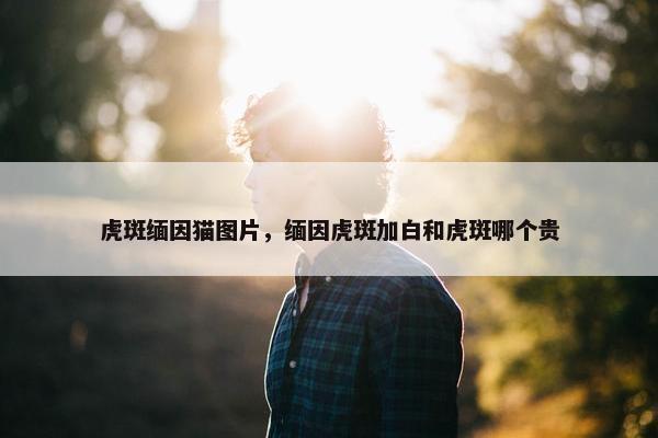 虎斑缅因猫图片，缅因虎斑加白和虎斑哪个贵