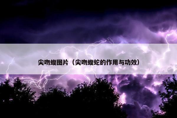尖吻蝮图片（尖吻蝮蛇的作用与功效）