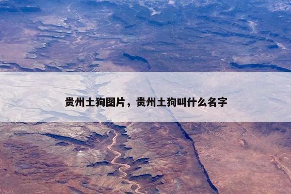 贵州土狗图片，贵州土狗叫什么名字