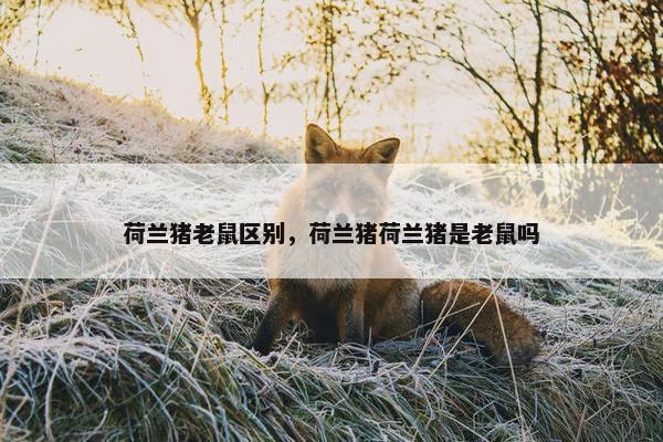 荷兰猪老鼠区别，荷兰猪荷兰猪是老鼠吗