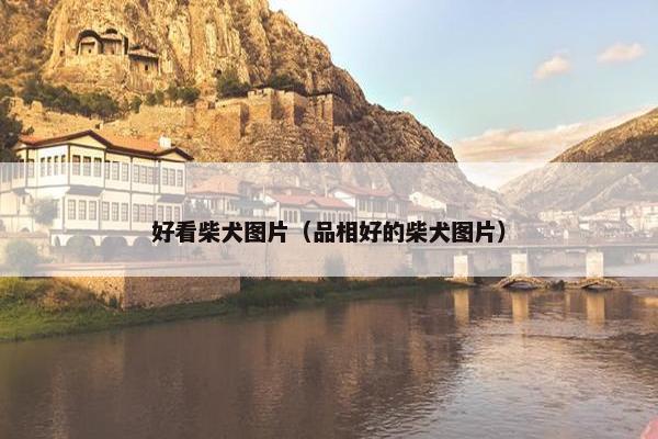 好看柴犬图片（品相好的柴犬图片）