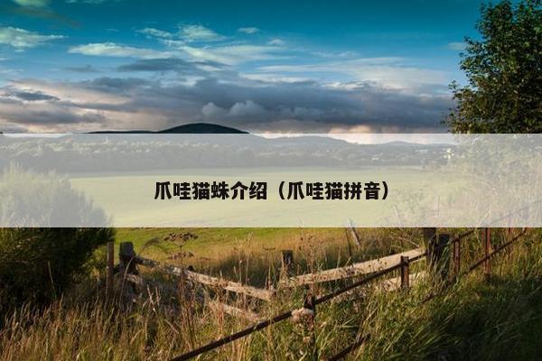 爪哇猫蛛介绍（爪哇猫拼音）