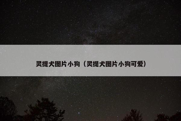 灵提犬图片小狗（灵提犬图片小狗可爱）