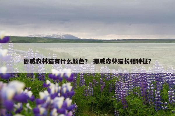 挪威森林猫有什么颜色？ 挪威森林猫长相特征？