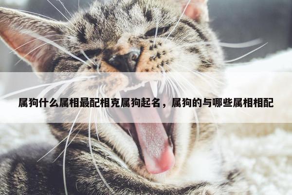属狗什么属相最配相克属狗起名，属狗的与哪些属相相配
